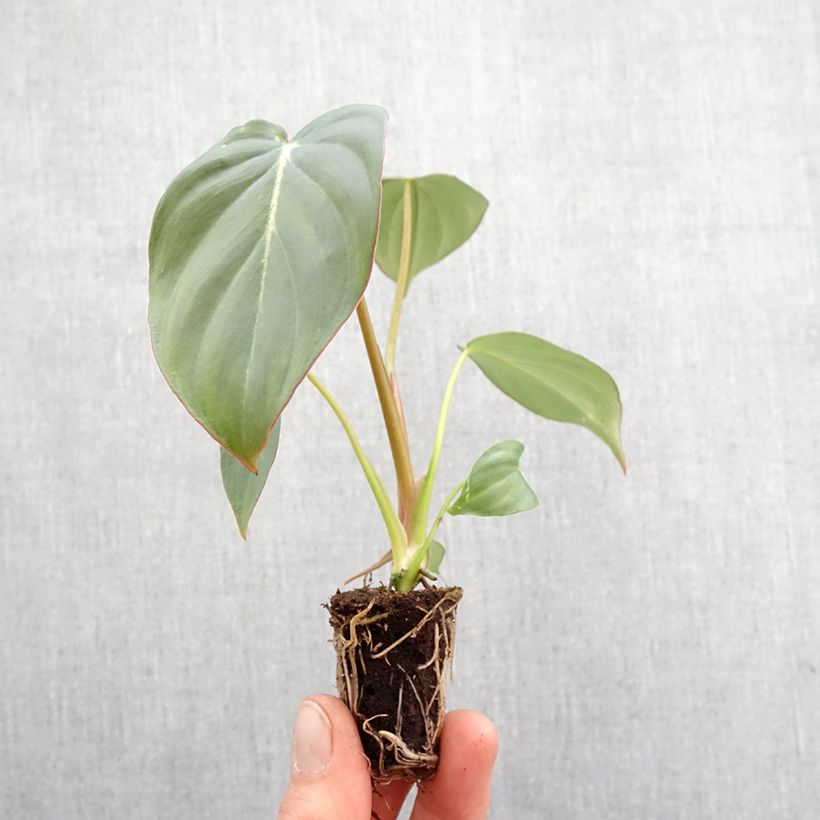Exemplar von Philodendron gloriosum Mini-Pflanze wie im Frühjahr geliefert