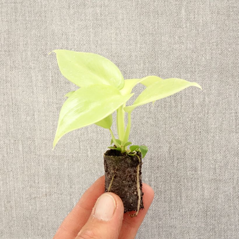 Exemplar von Philodendron Golden Violin Mini-Pflanze wie im Frühjahr geliefert