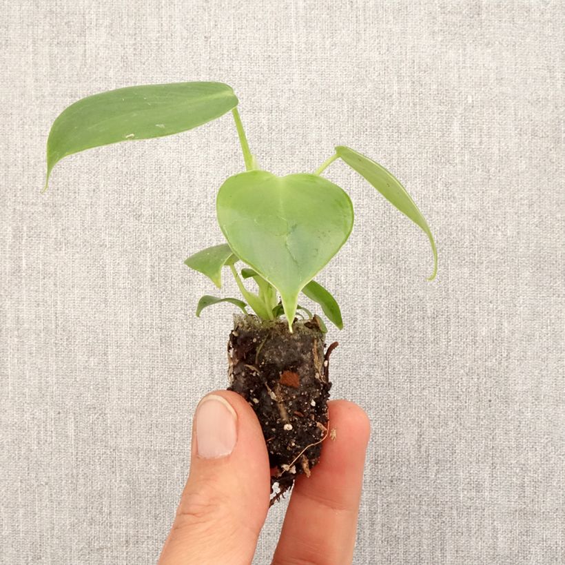 Example of Philodendron grazielae Mini-Pflanze as you get in printemps