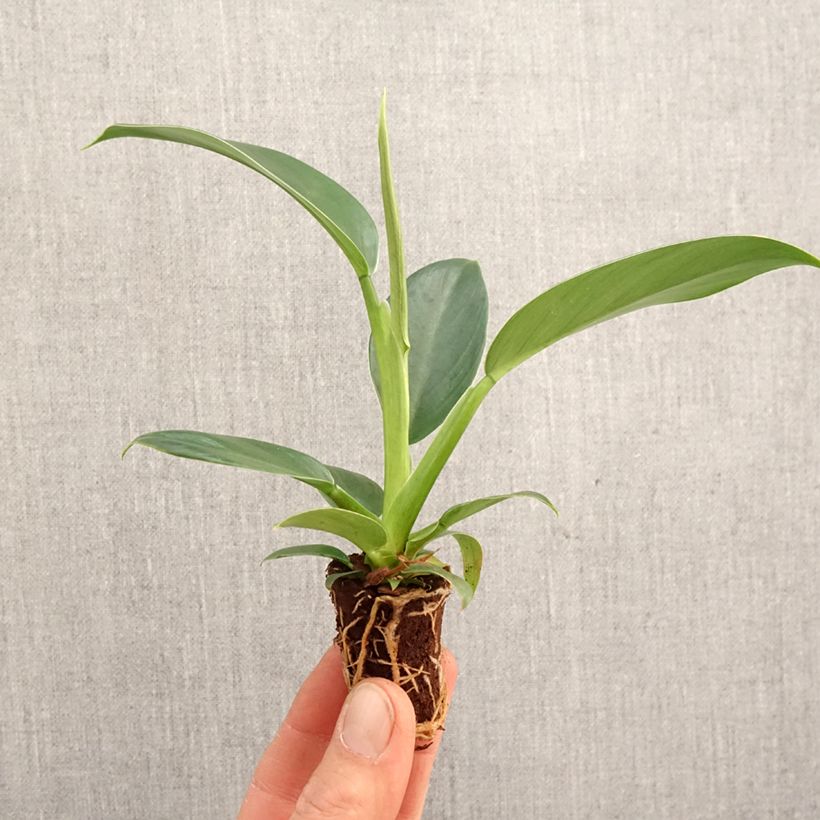 Example of Philodendron Imperial Green Mini-Pflanze as you get in printemps