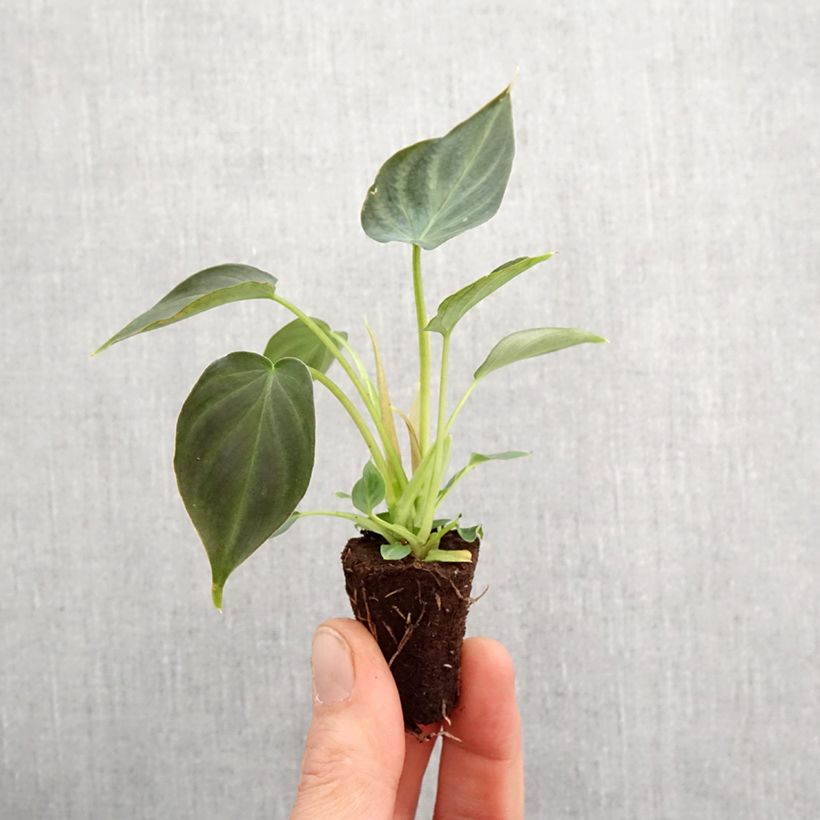 Example of Philodendron Incensi Mini-Pflanze as you get in printemps