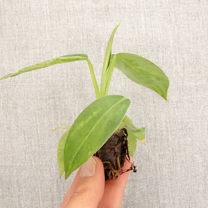 Exemplar von Philodendron Jose Buono Mini-Pflanze wie im Frühjahr geliefert