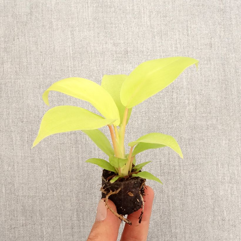 Exemplar von Philodendron Malay Gold Mini-Pflanze wie im Frühjahr geliefert