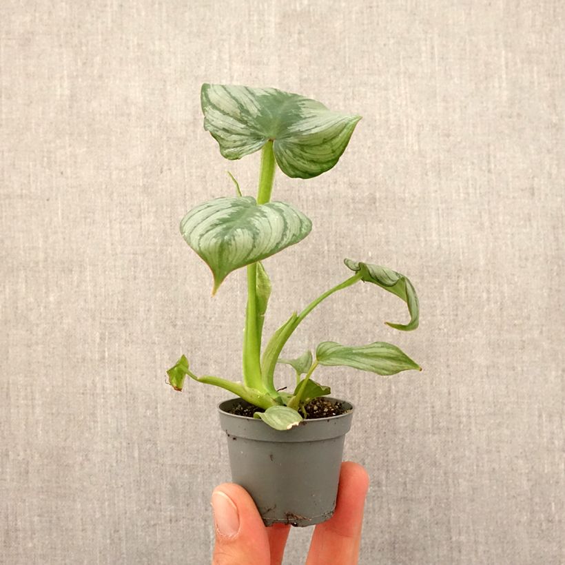Exemplar von Philodendron McDowell Mini-Pflanze wie im Frühjahr geliefert