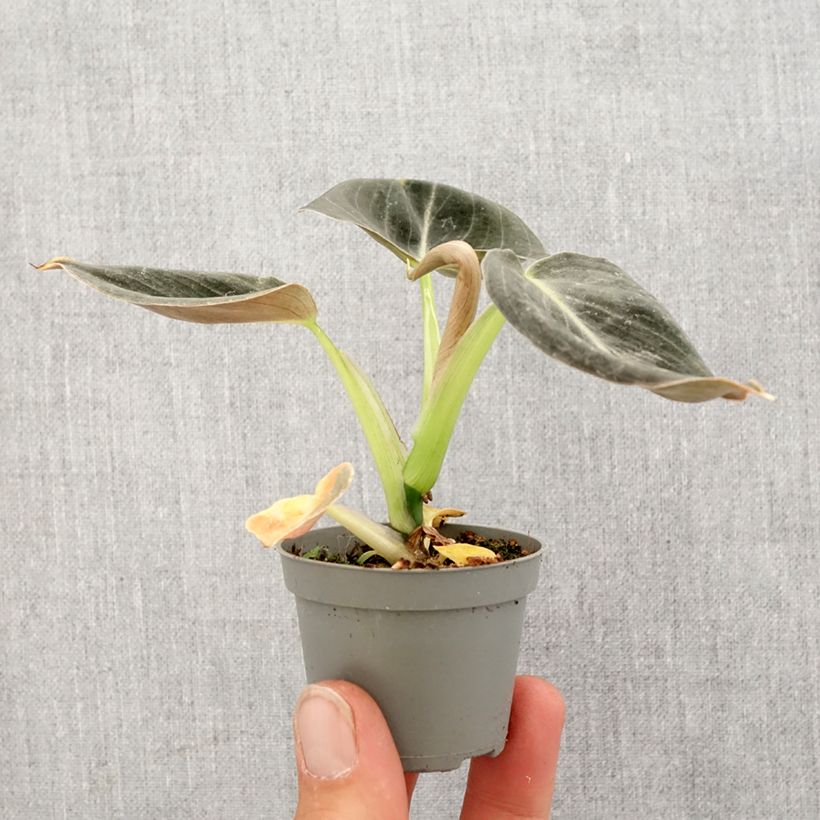 Exemplar von Philodendron melanochrysum Mini-Pflanze wie im Frühjahr geliefert