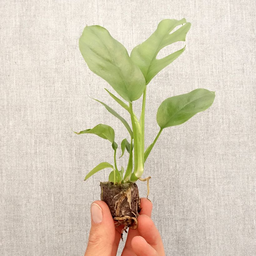 Exemplar von Philodendron Minima - Monstera minima Mini-Pflanze wie im Frühjahr geliefert