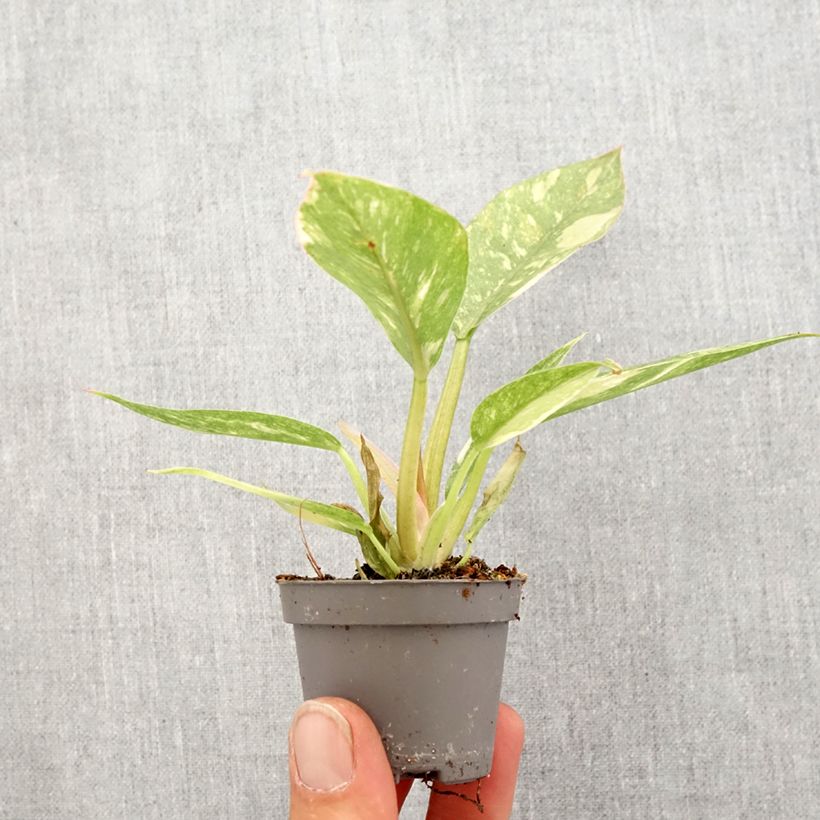 Exemplar von Philodendron Narrow Ring of Fire Mini-Pflanze wie im Frühjahr geliefert