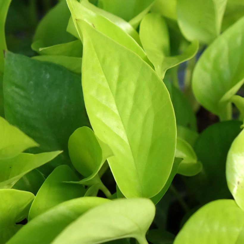 Philodendron Neon (Laub)