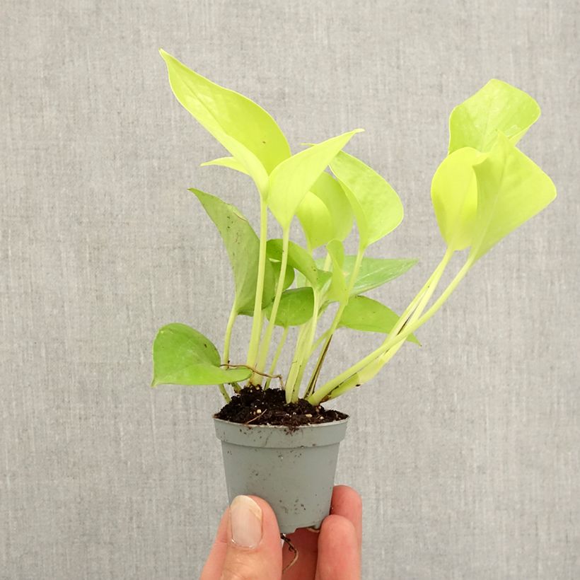 Exemplar von Philodendron Neon Mini-Pflanze wie im Herbst geliefert