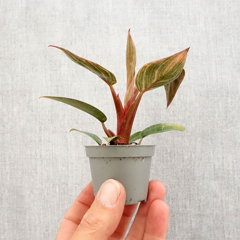 Exemplar von Philodendron Pink Bikini Mini-Pflanze wie im Frühjahr geliefert