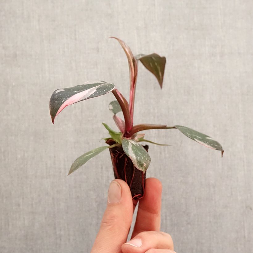 Example of Philodendron Pink Princess Mini-Pflanze as you get in printemps