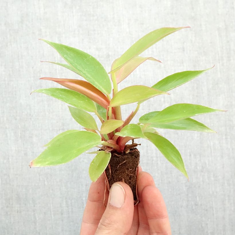 Exemplar von Philodendron Prince of Orange Mini-plante wie im Herbst geliefert