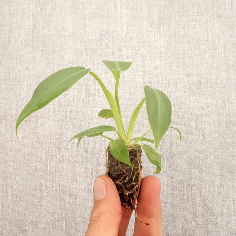 Example of Philodendron radiatum Mini-Pflanze as you get in printemps