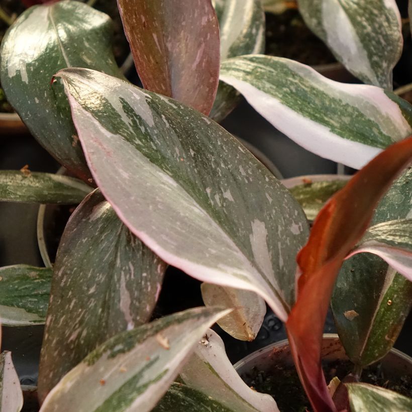 Philodendron Red Anderson - Baumfreund (Laub)