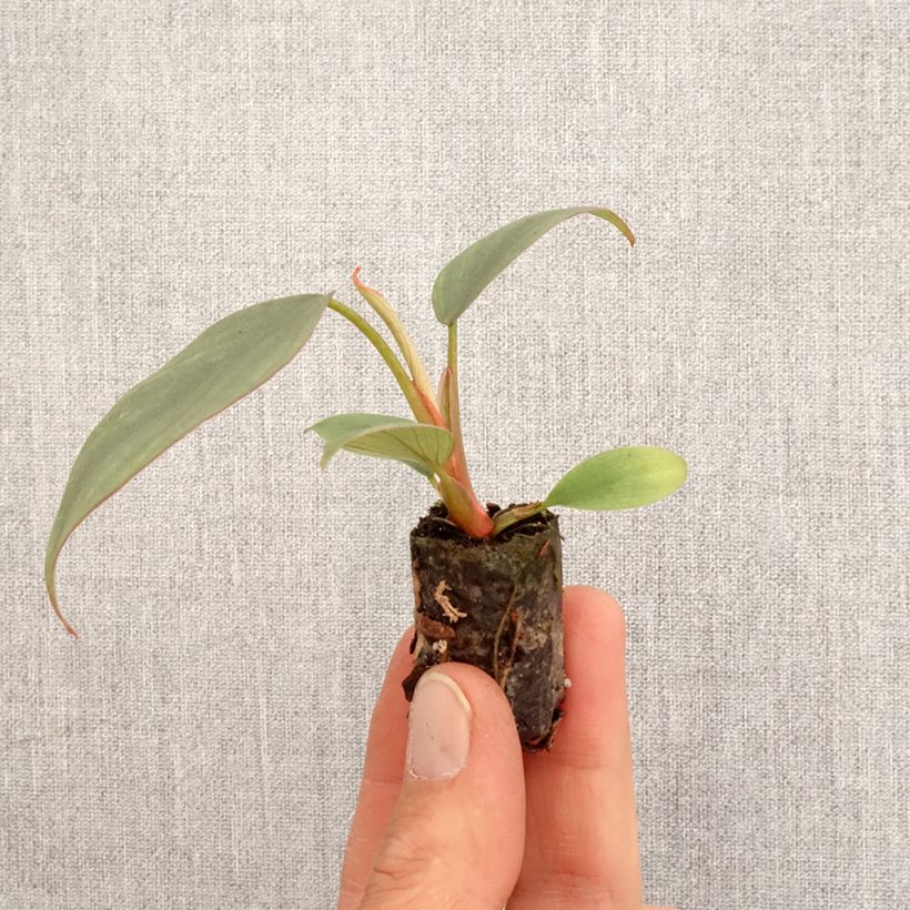Exemplar von Philodendron Red Heart Mini-Pflanze wie im Frühjahr geliefert