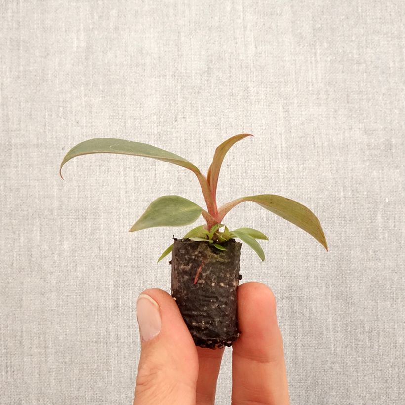 Exemplar von Philodendron Royal Queen Mini-Pflanze wie im Frühjahr geliefert