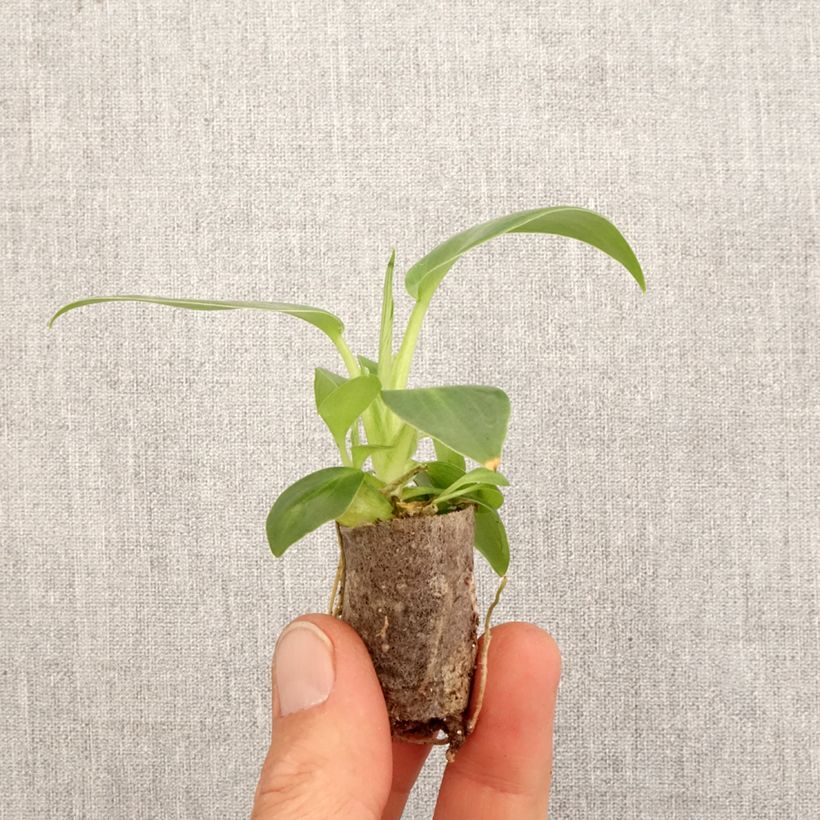 Exemplar von Philodendron rugosum Aberrant Mini-Pflanze wie im Frühjahr geliefert