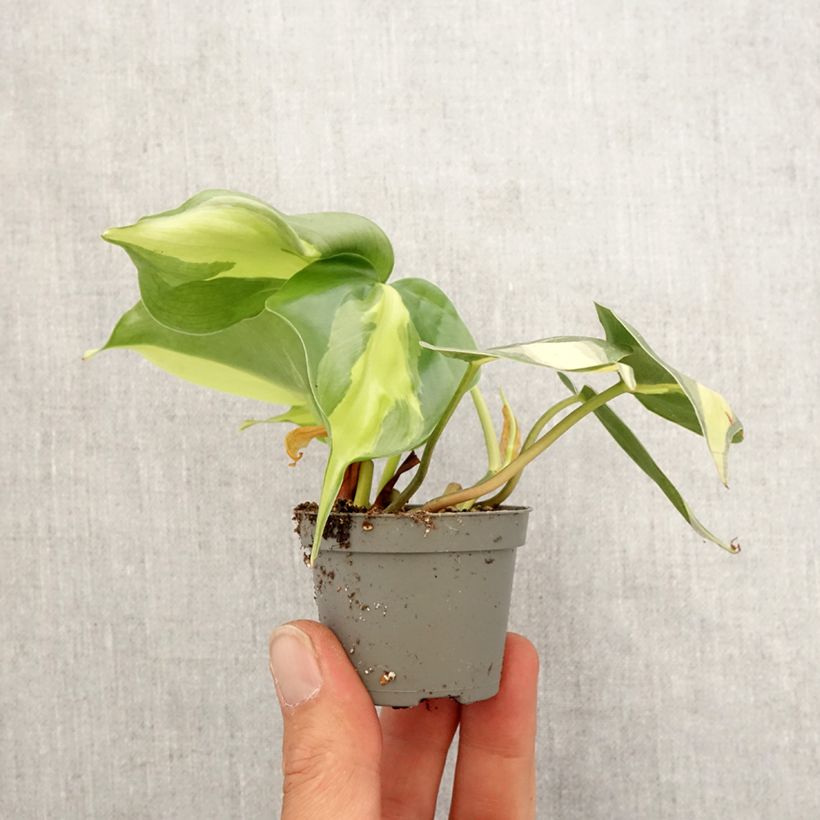 Exemplar von Philodendron scandens Brasil - Kletternder Philodendron Mini-Pflanze wie im Frühjahr geliefert