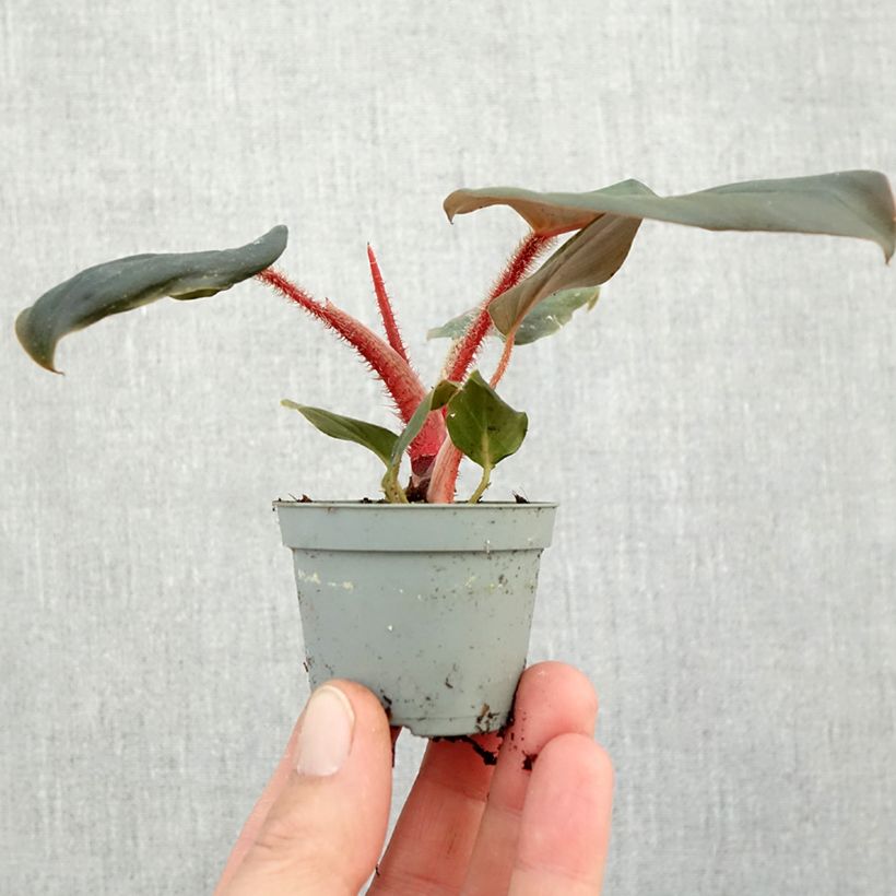 Exemplar von Philodendron squamiferum x serpens - Baumfreund Mini-Pflanze wie im Herbst geliefert