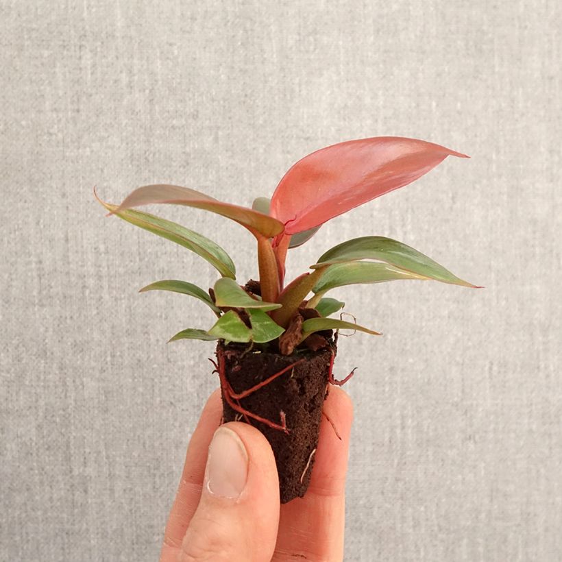 Exemplar von Philodendron Sun Red Mini-Pflanze wie im Frühjahr geliefert