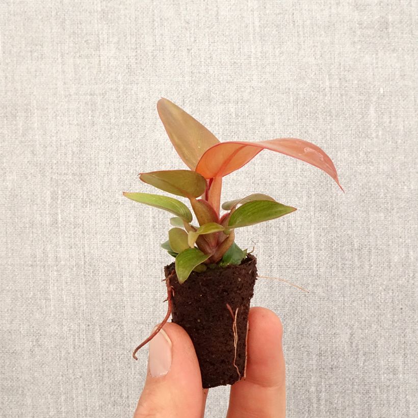 Exemplar von Philodendron Sunlight Mini-Pflanze wie im Frühjahr geliefert