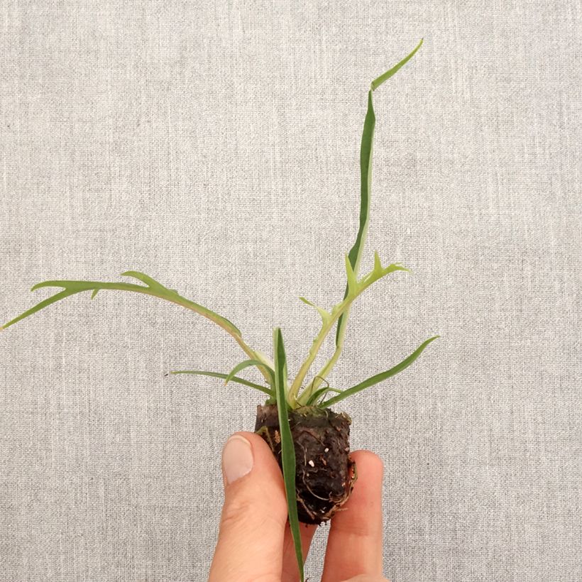 Exemplar von Philodendron tortum Mini-Pflanze wie im Frühjahr geliefert