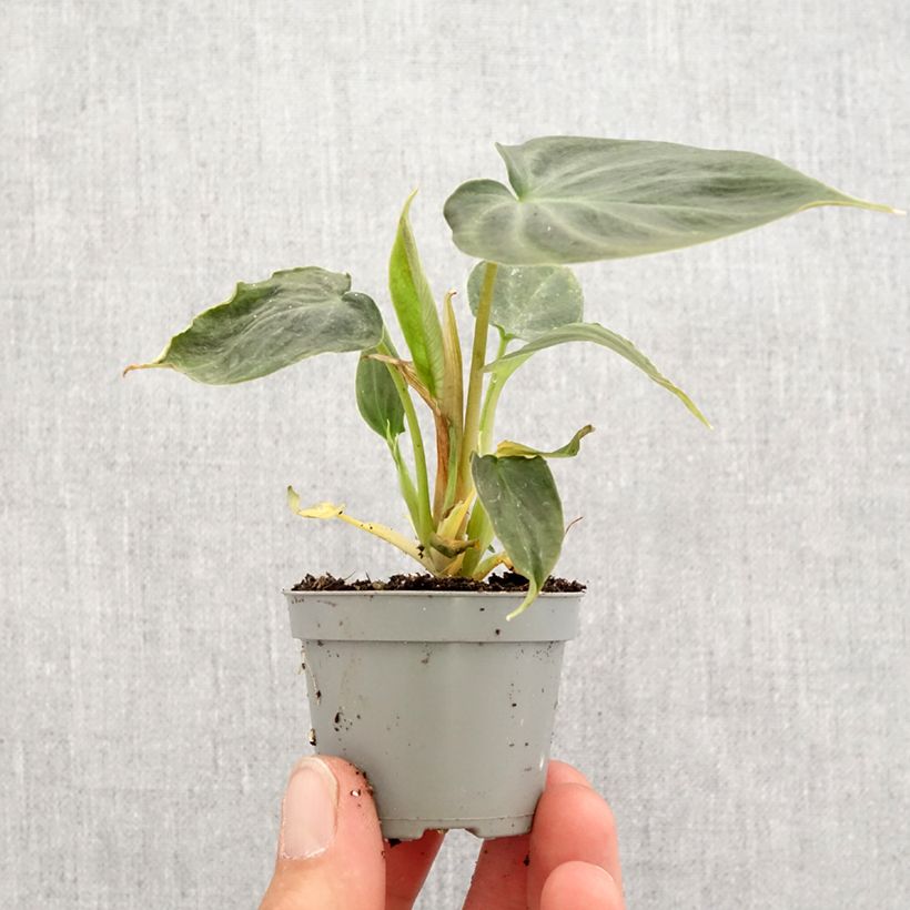 Example of Philodendron verrucosum Mini-Pflanze as you get in printemps
