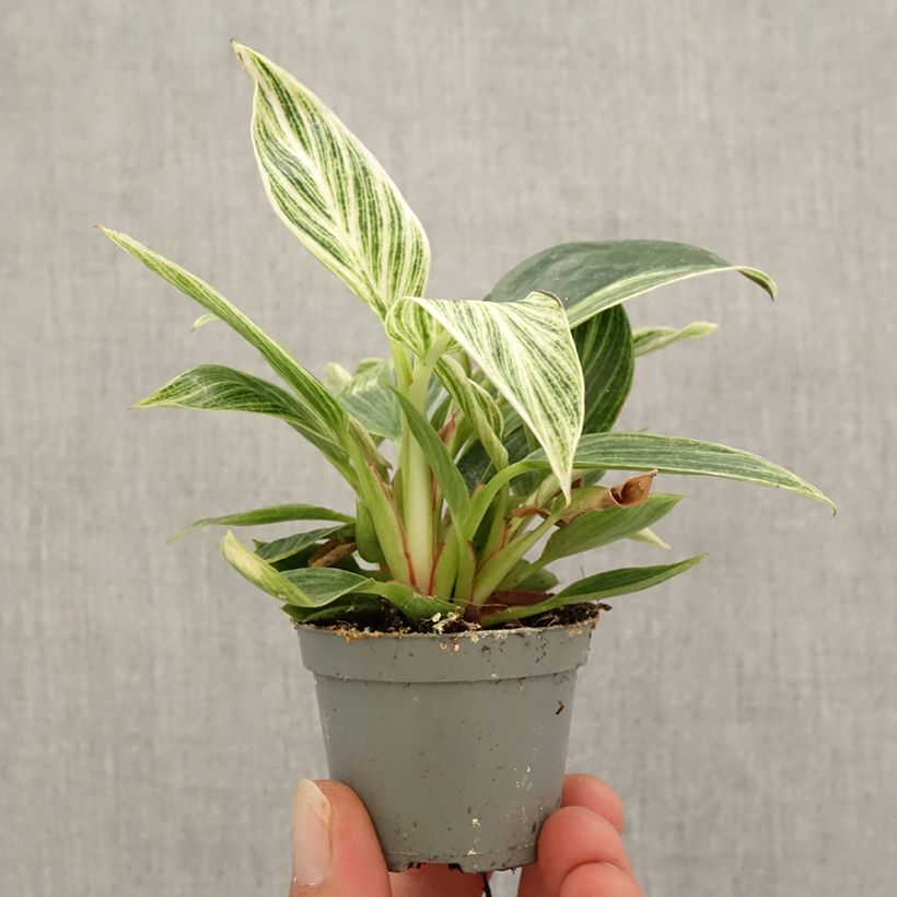 Example of Philodendron White Measure Mini-Pflanze as you get in automne