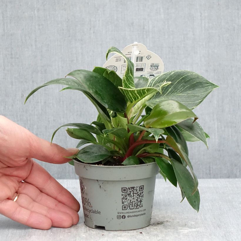 Example of Philodendron White Measure Topf 10 cm/11cm as you get in printemps