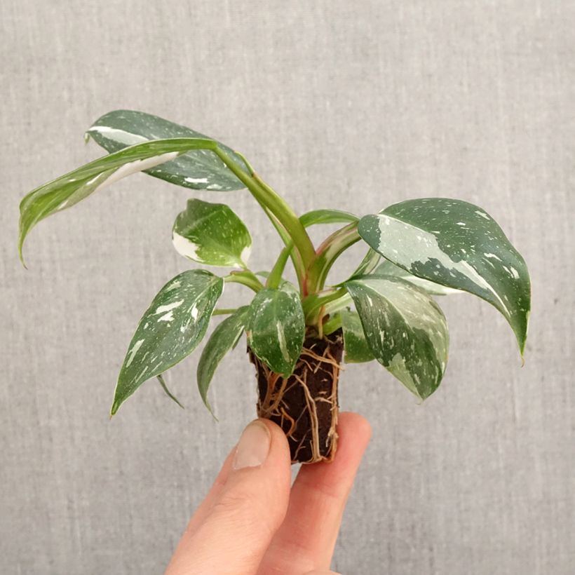 Example of Philodendron White Princess Mini-Pflanze as you get in printemps
