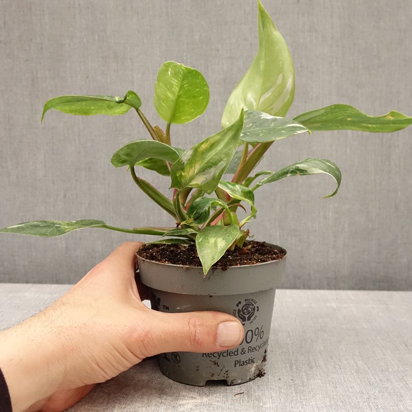 Exemplar von Philodendron White Princess Topf 12 cm / 13 cm wie im Frühjahr geliefert