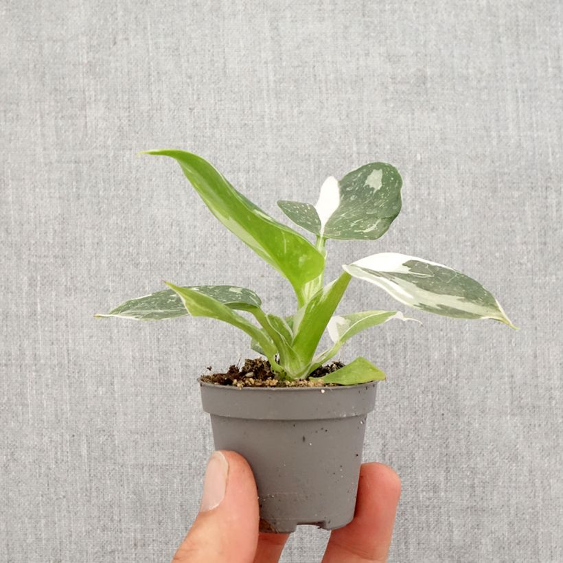 Exemplar von Philodendron White Wizard Mini-Pflanze wie im Frühjahr geliefert