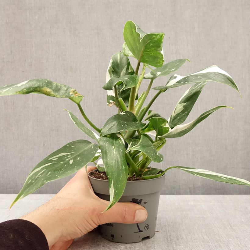 Exemplar von Philodendron White Wizard Topf 12 cm / 13 cm wie im Frühjahr geliefert