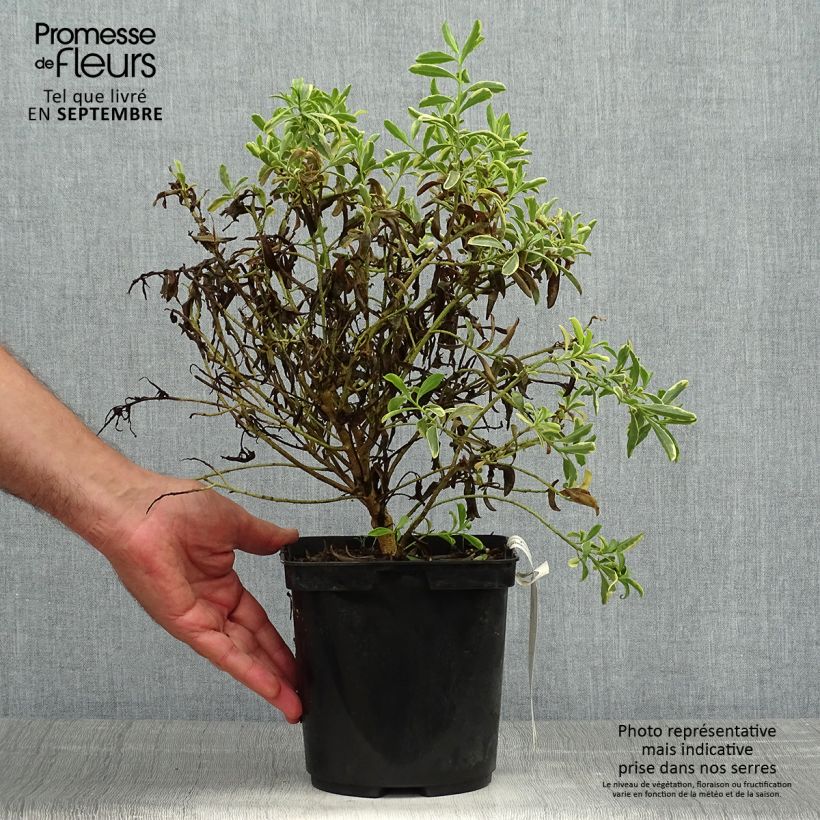 Exemplar von Philotheca (Eriostemon) myoporoides Gold Touch  Pot de 3L/4L wie im Herbst geliefert