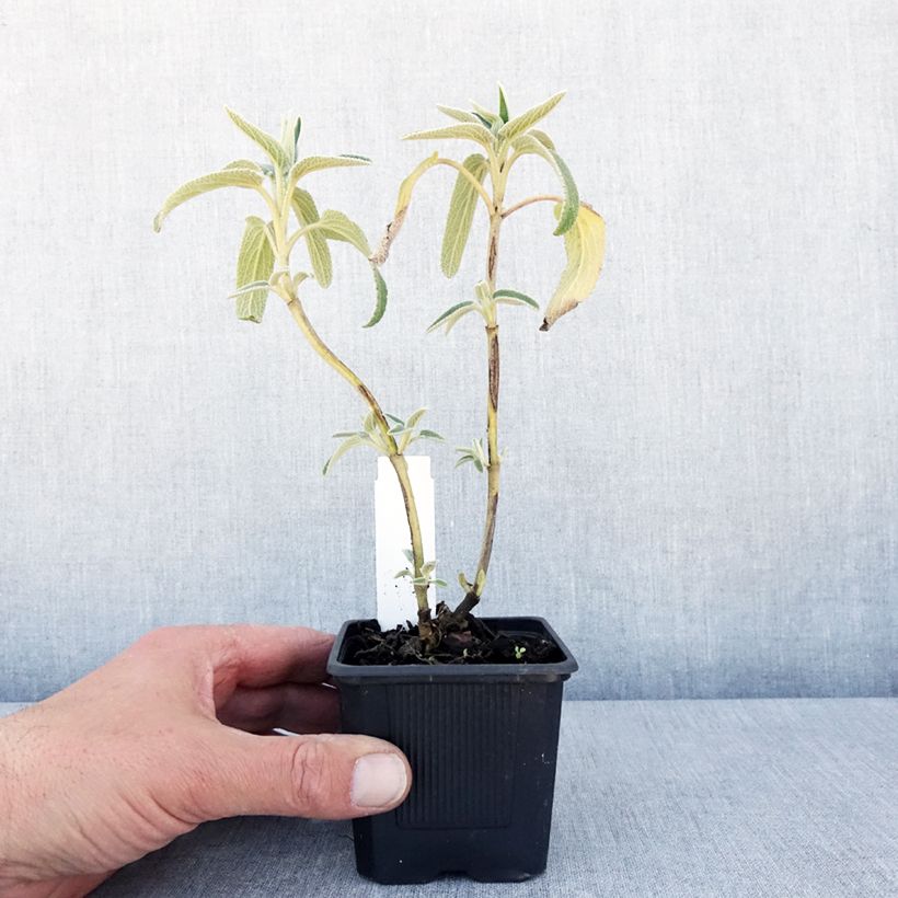 Exemplar von Phlomis bourgaei - Brandkraut Kleine Töpfe von 8/9 cm wie im Frühjahr geliefert