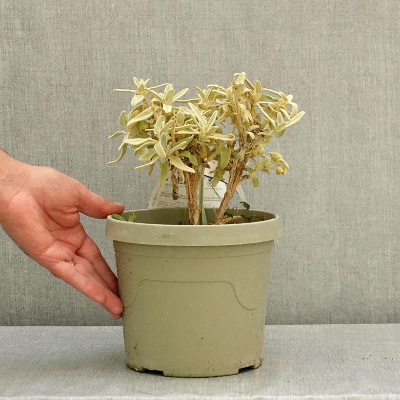 Exemplar von Phlomis Hill Phlo - Brandkraut Topf mit 3L/4L wie im Sommer geliefert