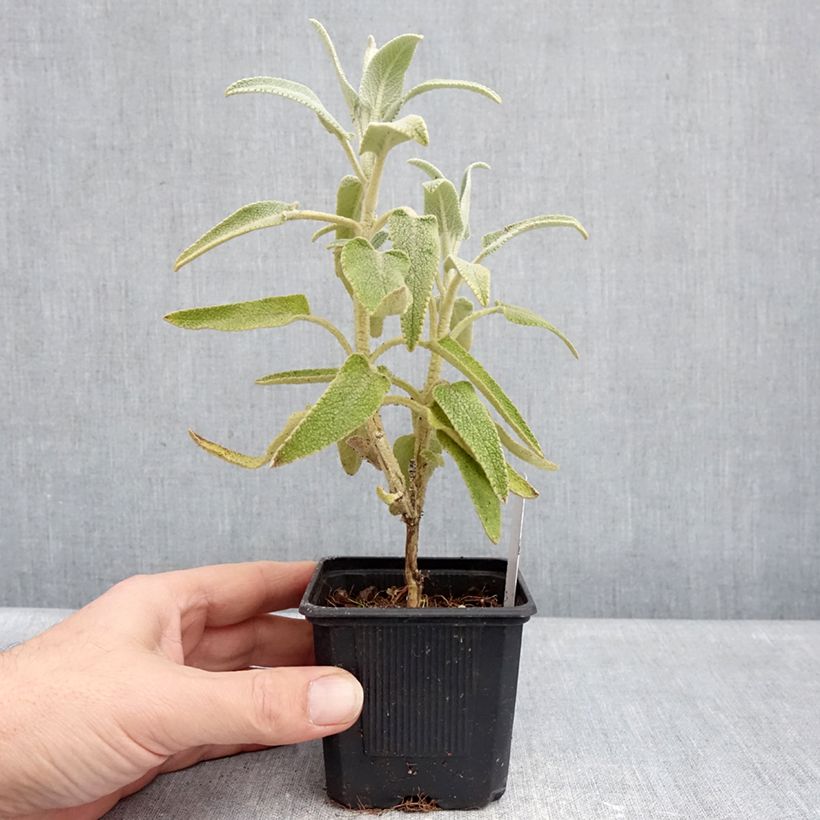 Example of Phlomis purpurea - Brandkraut Kleine Töpfe von 8/9 cm as you get in hiver