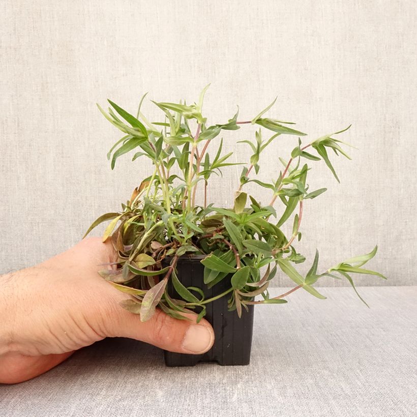 Example of Wald-Phlox May Breeze - Phlox divaricata Kleine Töpfe von 8/9 cm as you get in printemps