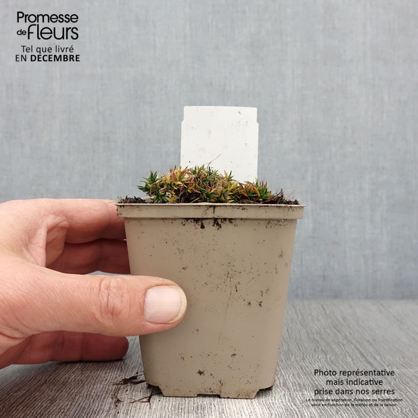 Exemplar von Phlox douglasii Crackerjack - Phlox mousse Godet de 8/9 cm wie im Herbst geliefert