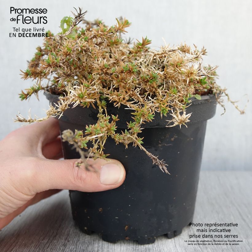 Exemplar von Phlox douglasii Lilac Cloud - Phlox mousse Pot de 2L/3L wie im Herbst geliefert