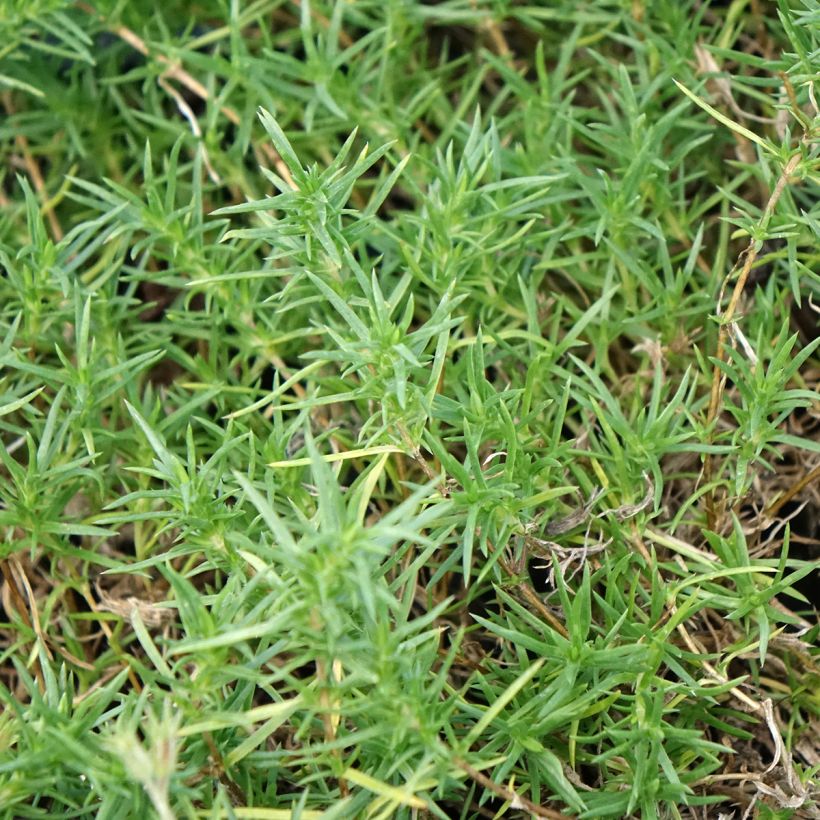 Polsterphlox Ochsenblut - Phlox douglasii (Foliage)