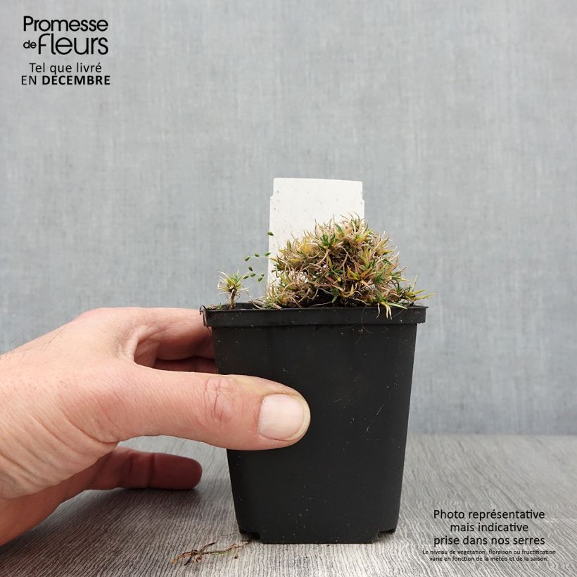 Exemplar von Phlox douglasii Ochsenblut - Phlox mousse Godet de 8/9 cm wie im Herbst geliefert