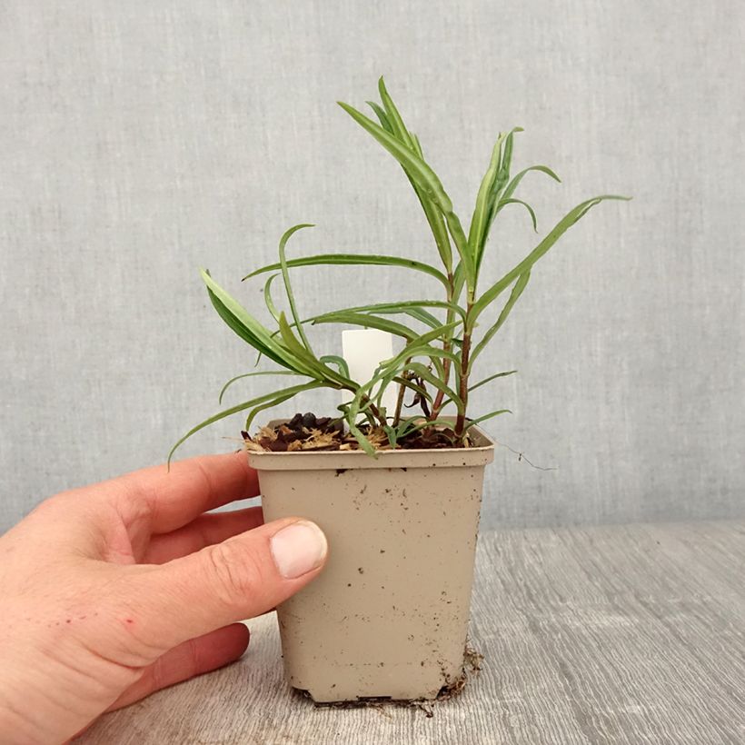 Exemplar von Hohe Flammenblume Fashionably Early Crystal - Phlox paniculata Kleine Töpfe von 8/9 cm wie im Frühjahr geliefert