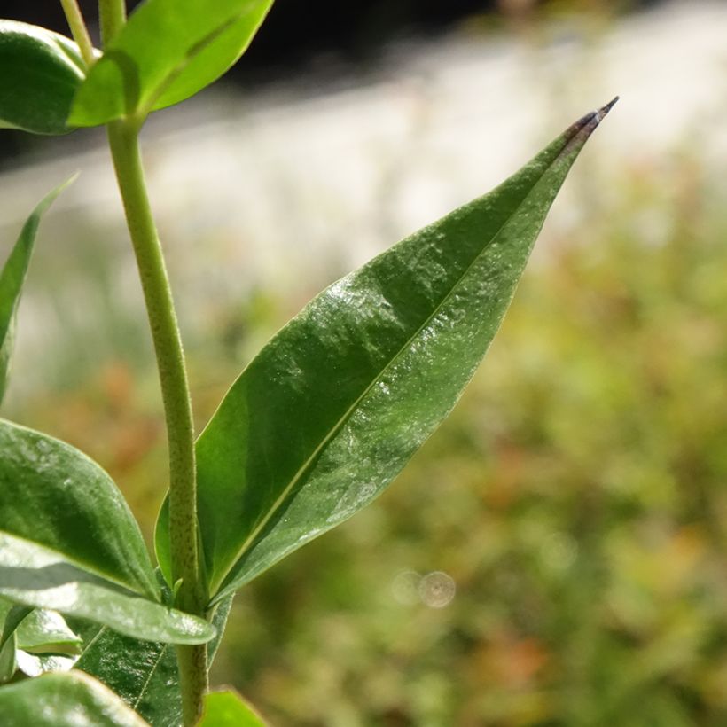 Hohe Flammenblume Fashionably Early Crystal - Phlox paniculata (Laub)