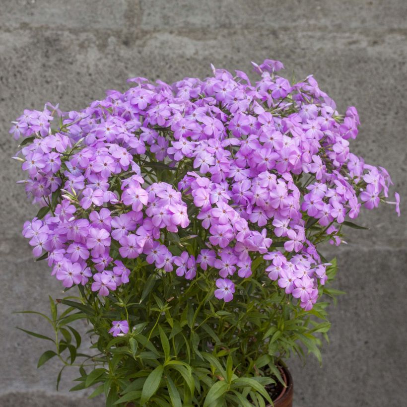 Flammenblume Forever Pink - Phlox (Wuchs)