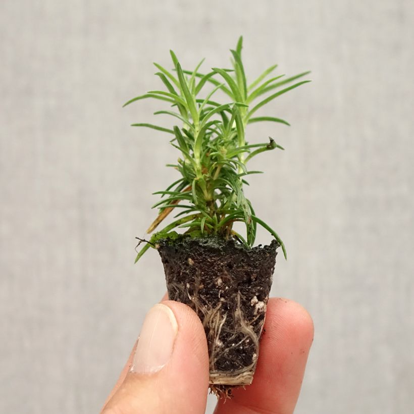 Example of Pfriemenförmiger Phlox Amazing Grace - Phlox subulata Mini-Plug Ø 1,5/2,5 cm as you get in automne