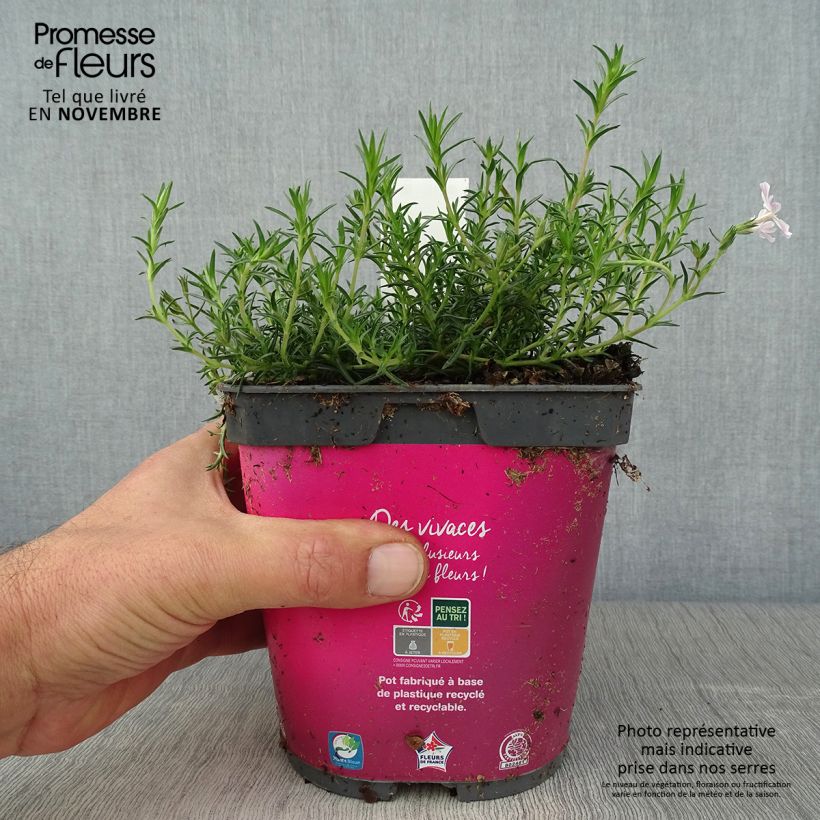 Exemplar von Polsterphlox Candy Stripes - Phlox subulata Topf mit 1,5L/2L wie im Herbst geliefert