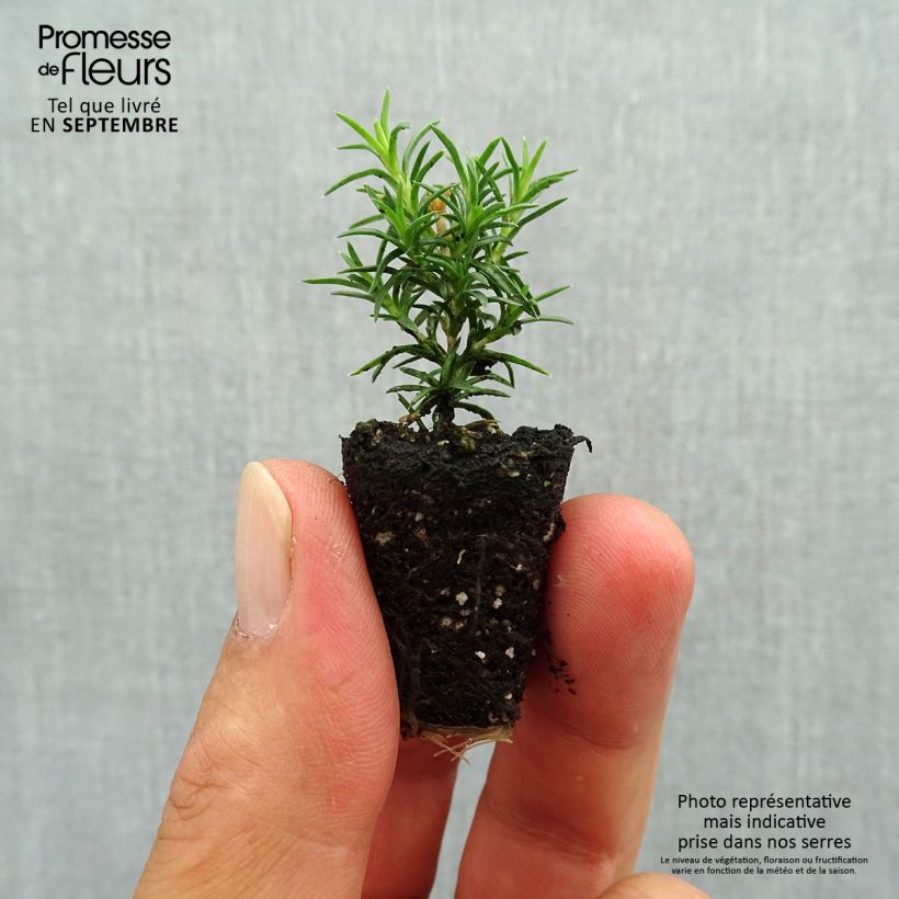 Example of Pfriemenförmiger Phlox Candy Stripes - Phlox subulata Mini-Plug Ø 3/4 cm as you get in automne