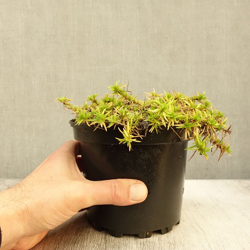 Exemplar von Polsterphlox Moerheimii - Phlox subulata Topf mit 2L/3L wie im Herbst geliefert