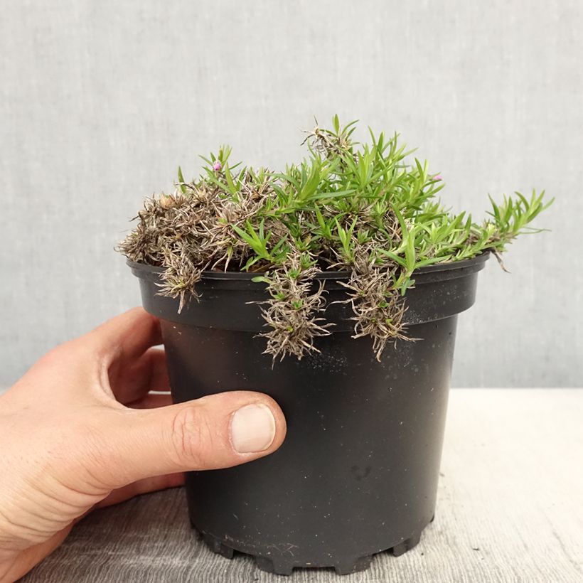 Example of Pfriemenförmiger Phlox Moerheimii - Phlox subulata Topf mit 2L/3L as you get in printemps